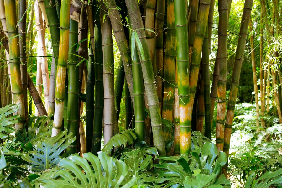 Sustainable Bamboo Cultivation
